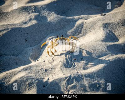 Crabes fantômes pâles se tenant symétriquement sur une dune de sable ensoleillée, face à la caméra avec les yeux levés. Banque D'Images
