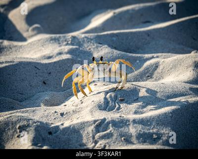 Crabe fantôme aux pattes largement écartées debout sur une crête de plage sablonneuse sous la lumière vive du matin. Banque D'Images