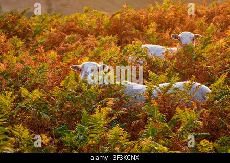 Mouton dans les broussailles sur Ragleth Hill, Church Stretton, Shropshire Banque D'Images