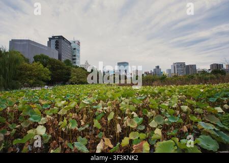Tokyo, Japon - 01 novembre 2025 : Vue sur l'étang Shinobazu dans le parc Ueno avec des feuilles de lotus au premier plan et la ligne d'horizon de la ville de Tokyo sous un ciel nuageux Banque D'Images