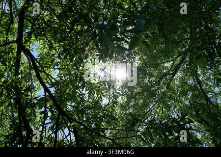 Éclat de soleil direct traversant les feuilles vertes denses des saules pleureurs, vu de dessous la canopée vers le haut Banque D'Images
