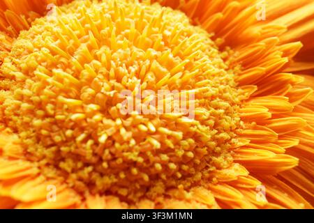 Une photographie macro époustouflante capturant la texture complexe et les couleurs vives d'une fleur d'orange. Le cliché détaillé met en valeur les pétales délicats an Banque D'Images