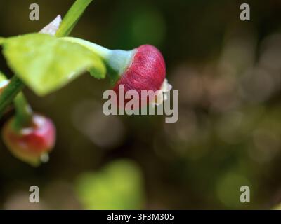 Grossissement macro d'un jeune fruit de mûre rouge immature poussant sur une branche de buisson vert dans une forêt. Banque D'Images