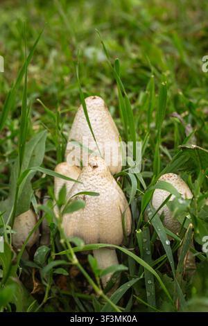 Jeunes champignons encreux poussant parmi l'herbe verte à la lumière naturelle, gros plan dans une prairie estivale Banque D'Images