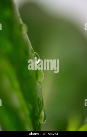 Macro extrême des gouttes d'eau sur le bord d'une feuille de plante verte fraîche vue de côté Banque D'Images