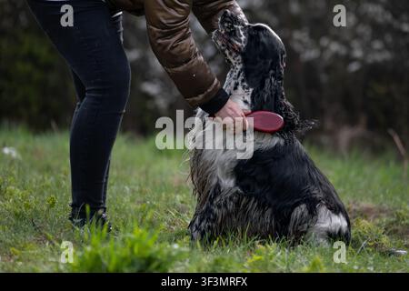 Femme brossant un English Cocker Spaniel avec une brosse de toilettage en plein air dans un parc herbeux. Propriétaire attentionnée de l'animal qui caresse un chien à poil long avant une promenade ou Banque D'Images