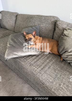 Un bouledogue français triste posé sur un canapé, reposant sa tête sur un oreiller. Banque D'Images