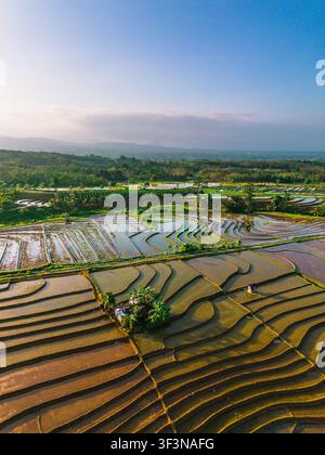 Vue aérienne de rizières en terrasses luxuriantes reflétant la lumière du soleil de l'heure dorée avec des arbres tropicaux environnants et un village rural à Trawas, Java oriental Banque D'Images