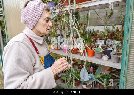 Femme âgée concentrée portant un bandeau tricoté rose étudie les tiges longues et rampantes des succulentes à une fenêtre de serre à étagères, avec des rangées de petites succulentes étiquetées Banque D'Images