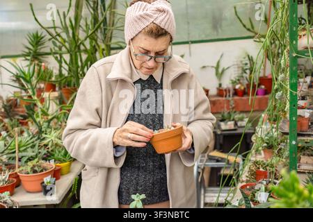 Gros plan d'une femme âgée portant des lunettes et un bandeau tricoté rose, regardant à travers ses lunettes pour examiner de près un tout petit semis de succulente dans un Banque D'Images