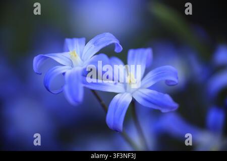 Deux délicates fleurs bleues sur un fond flou, dégageant douceur et tranquillité : Perce-neige (Chionodoxa luciliae), Bade-Wurtemberg, All Banque D'Images