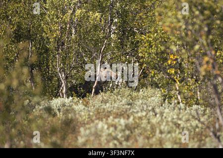 Un élan se cache dans la forêt parmi les arbres et le feuillage, un élan (Alces alces) se tient dans la forêt, Norvège Banque D'Images