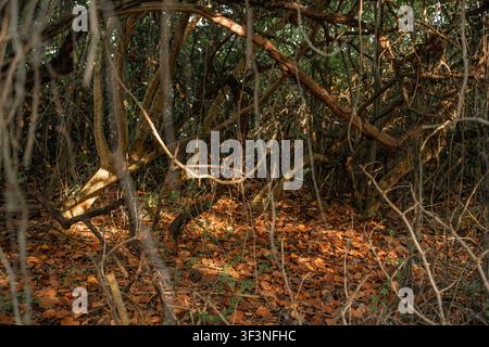 Des branches d'arbres denses et enchevêtrées ainsi que des troncs bruns et lourds se dressent complètement entourés par de nombreuses feuilles mortes et brunes recouvrant le sol plat de la forêt. Banque D'Images