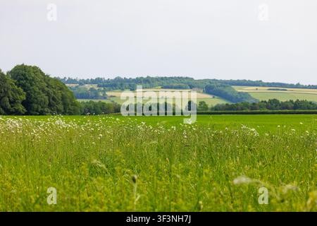 Vues panoramiques des champs agricoles ondulants dans les Cotswolds près de Bourton-on-the-Water, Gloucestershire, Angleterre Banque D'Images