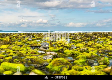 Vue en contre-plongé de la mousse verte éclatante et des algues recouvrant les rochers de Streedagh Beach en Irlande. Le rivage rocheux est exposé à marée basse, avec un p peu profond Banque D'Images