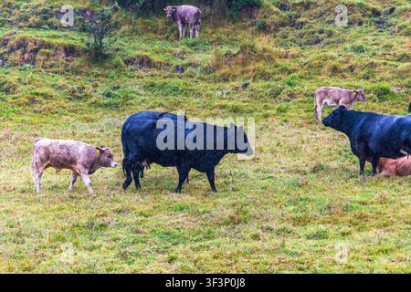 Un troupeau de bétail, comprenant des vaches noires et plusieurs veaux bruns, paît sur un pâturage herbeux humide dans le comté de Mayo, en Irlande. Une fine pluie est visible Banque D'Images
