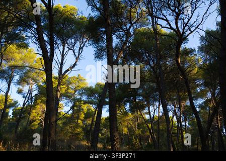 Canopée de forêt de pins méditerranéenne illuminée par une lumière chaude de l'après-midi le long d'une colline côtière en Croatie. Banque D'Images