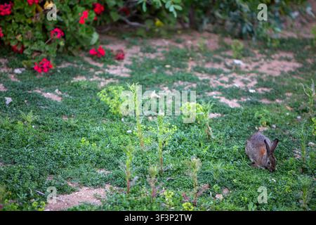 Un petit lapin sauvage brun cherchant paisiblement sa nourriture dans un jardin vert parsemé. L'arrière-plan présente un groupe de fleurs de géranium rouge vif épanouies le long d Banque D'Images