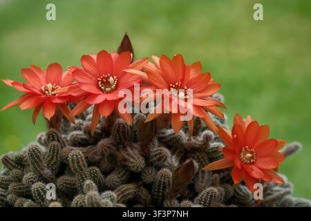 Cactus Echinopsis Chamaecereus en pleine floraison avec des fleurs orange-rouge frappantes, gros plan détaillé Banque D'Images
