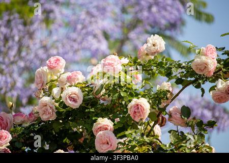 Magnifique grappe de roses rose clair en fleurs sur un buisson vert luxuriant, sur fond flou doux de fleurs de jacaranda violettes et de ciel clair Banque D'Images