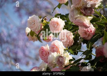 Magnifique grappe de roses rose clair en fleurs sur un buisson vert luxuriant, sur fond flou doux de fleurs de jacaranda violettes et de ciel clair Banque D'Images