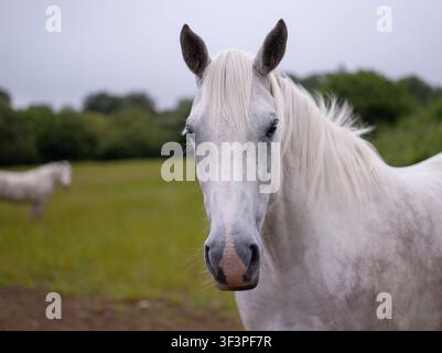 Vue latérale en gros plan d'un cheval blanc debout dans un champ, Biélorussie Banque D'Images