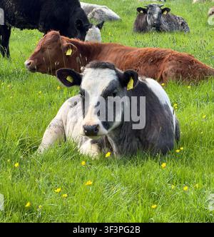 Un troupeau de bovins portant des étiquettes colorées aux oreilles repose ensemble dans une prairie verte et luxuriante parsemée de boutons d’or jaunes, un veau fixant directement l’appareil photo. Banque D'Images