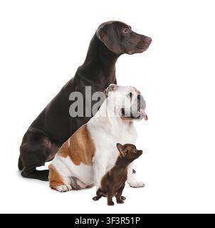 Chihuahua mignon, bulldog anglais et pointer allemand à poil court. Trois chiens sur fond blanc Banque D'Images