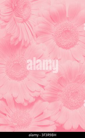 Fond floral vertical avec des fleurs de gerbera rose pâle, traitement numérique monochrome doux, espace de copie. Banque D'Images