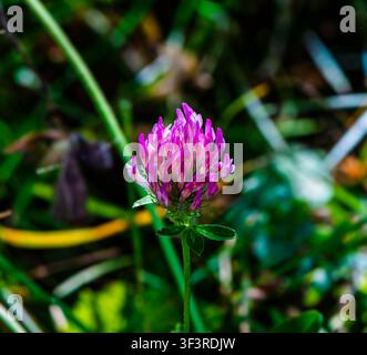 Photo en gros plan d'une fleur de trèfle rouge d'un rose éclatant sur un fond vert flou naturel. Photo macro des trèfles en fleurs capturant la fraîcheur Banque D'Images