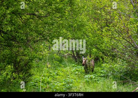 Élan Alces alces debout dans un feuillage estival vert dense sous un ciel nuageux à Palmer en Alaska aux États-Unis Banque D'Images