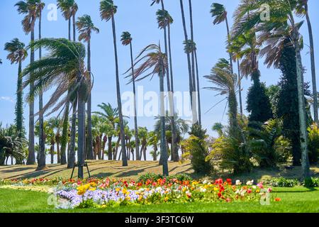 Une scène de jardin tropical vibrant mettant en vedette de grands palmiers se balançant de manière dramatique sous des vents forts contre un ciel bleu clair. Au premier plan, un Banque D'Images