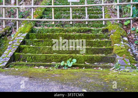 Des escaliers en pierre couverts de mousse s'élèvent à travers un cadre naturel luxuriant, flanqués de murs en pierre moussus et d'une rambarde en bambou au sommet. Le béton érodé Banque D'Images