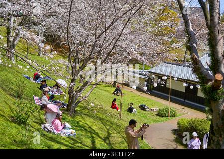 Des gens profitant d'un pique-nique de hanami (contemplation des cerisiers en fleurs) sur une colline herbeuse sous des cerisiers en fleurs dans un parc japonais. Des groupes sont assis sur des couvertures colorées Banque D'Images