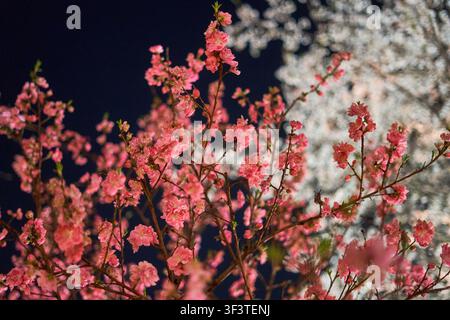 Vue rapprochée de fleurs de cerisier ou de pêcher d'un rose vif en pleine floraison contre un ciel nocturne sombre. Les fleurs délicates sont éclairées, mettant en valeur leur Banque D'Images