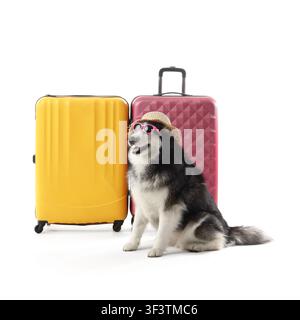 Chien Alaskan Malamute portant un chapeau de paille et des lunettes de soleil roses, assis entre deux valises colorées, prêt pour les voyages d'été Banque D'Images