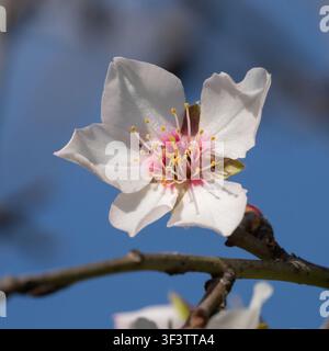 Une photo en gros plan d'une fleur d'amandier sur une branche, par une journée ensoleillée. Banque D'Images