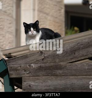 Un chat errant assis sur le toit d'un vieux hangar en bois. Banque D'Images