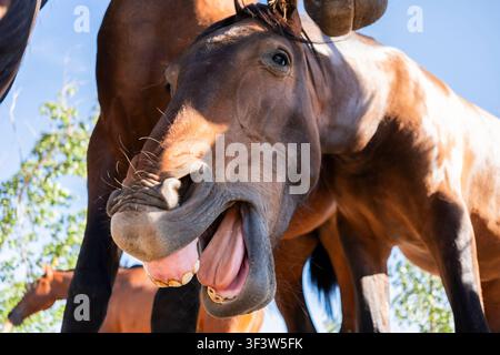 Close-up d'un cheval faisant une drôle de tête riante avec la bouche ouverte et les dents visibles, capturé en plein air sous un soleil d'été éclatant avec d'autres chevaux en arrière-plan Banque D'Images