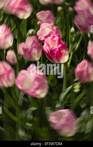 Photo impressionniste de tulipes roses et blanches avec flou de mouvement, créant un fond floral rêveur et pictural dans un jardin printanier, avec un doux vert Banque D'Images
