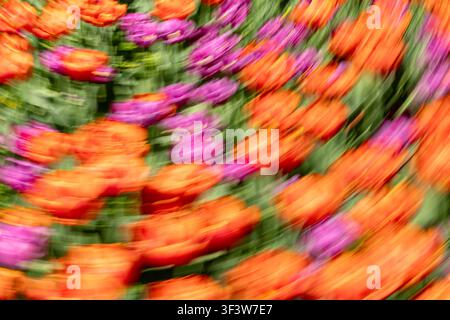 Flou impressionniste de tulipes orange et magenta dans un parterre, créant un fond floral abstrait vibrant avec des traînées larges et une douceur Banque D'Images