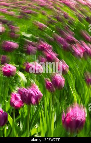 L'estompement impressionniste capture des tulipes roses et des feuilles vert vif, créant une scène florale abstraite onirique avec des traînées dynamiques, une mise au point douce et Banque D'Images