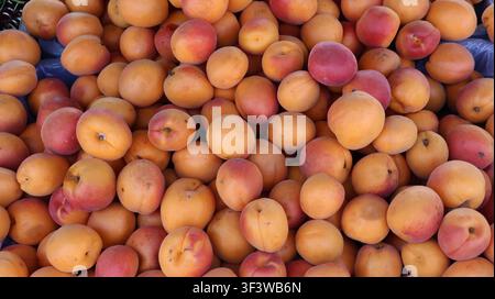 Une vue aérienne en gros plan d'un gros tas d'abricots frais et mûrs, présentant des tons orange chauds, jaune doré et rougeur rougeâtre. L'abondance de entiers Banque D'Images