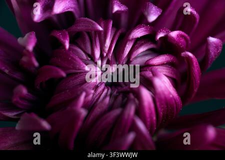 Extrême gros plan d'un chrysanthème violet foncé avec une dispersion de pollen sur ses pétales. Banque D'Images