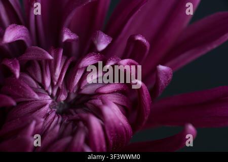 Extrême gros plan d'un chrysanthème violet foncé avec une dispersion de pollen sur ses pétales. Banque D'Images