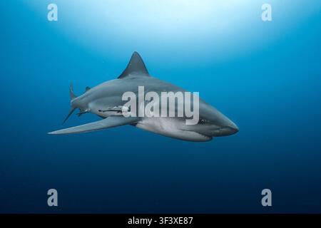 Requin taureau nageant avec assurance sous l'eau avec un petit poisson rémora attaché Banque D'Images