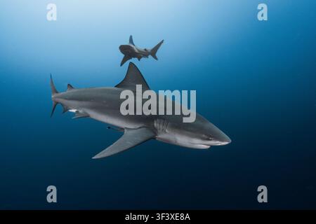 Deux requins-bouviers nageant gracieusement dans l'eau bleu profond par une journée claire Banque D'Images