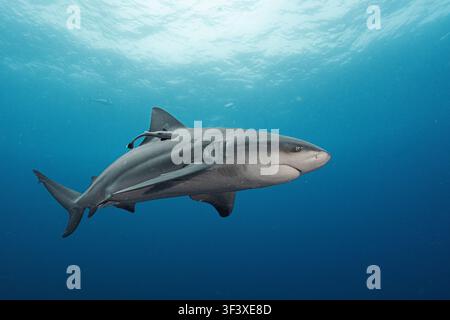 Requin taureau avec poisson-poireau explorant le courant dans les bancs de protea, Afrique du Sud Banque D'Images