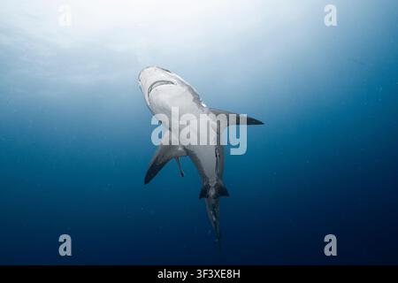 Requin-taureau nageant vers la lumière dans les profondeurs bleu foncé de l'océan Banque D'Images
