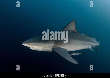 Requin taureau nageant sous l'eau dans son habitat naturel, un petit poisson-poire l'accompagnant Banque D'Images